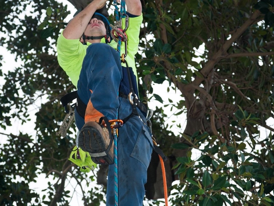 Qualified arborist working in a mature tree during a risk assessment in Warwickshire