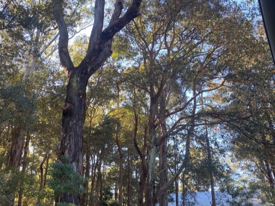 Mature trees in a Warwickshire parkland setting due for routine re-inspection